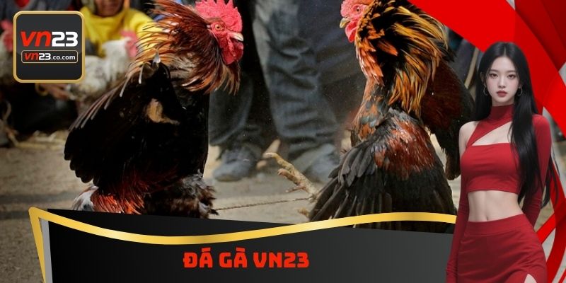 Đá Gà VN23 - Tìm Hiểu Thông Tin Quan Trọng Về Luật Chơi